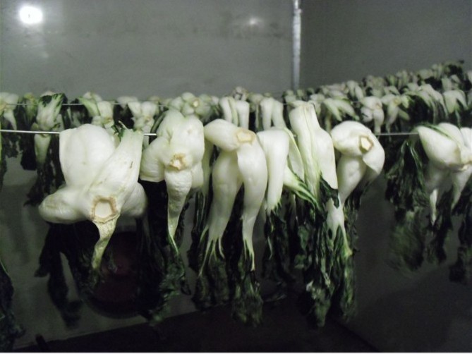 蔬菜烘干机